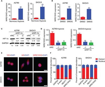 Hypoxia-Induced LncRNA-MIR210HG Promotes Cancer Progression By Inhibiting HIF-1α Degradation in Ovarian Cancer